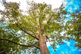 Best Arborist Consultation Services  in Chicago Heights, IL