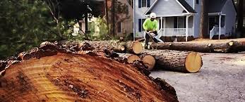 Best Arborist Consultation Services  in Chicago Heights, IL