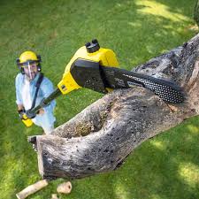 Chicago Heights, IL Tree Removal Company