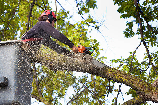 Soil Testing and Treatment in Chicago Heights, IL